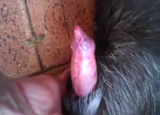 Playing with a dog dick up close, it's so fun