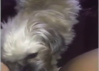 Pregnant lady wants this small dog to fuck her