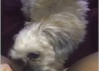 Pregnant lady wants this small dog to fuck her
