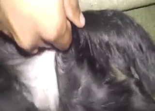 Dude is going to be fingering a horny animal