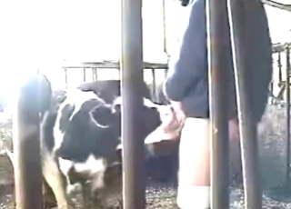 Calf's pleasure session revolves around dicks