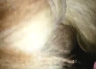 Pissing fetish video featuring a hung horse