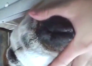 Unspeakable hotness with close-up animal fun