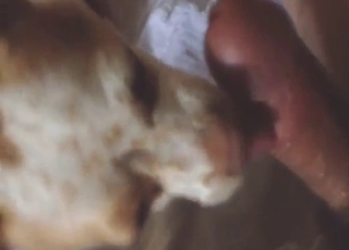 Dog licks that dick and looks horny AF too