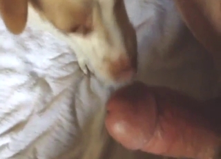 Dog licks that dick and looks horny AF too