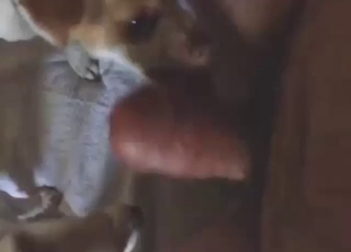 Dog licks that dick and looks horny AF too