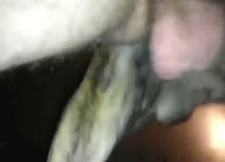 Good and hard fuck with a sexy small animal