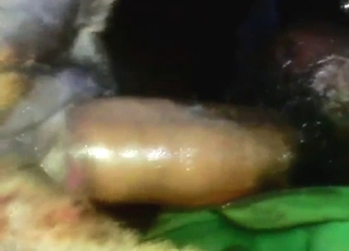 Submissive pitbull takes it up the ass, deep