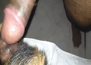 Latino cock tearing up that dog's fuckhole