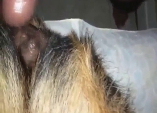 Latino cock tearing up that dog's fuckhole