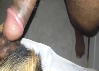 Latino cock tearing up that dog's fuckhole