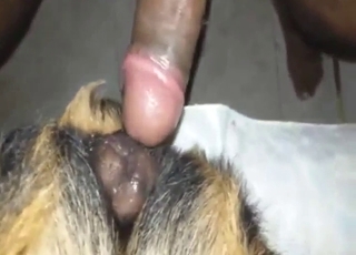 Latino cock tearing up that dog's fuckhole