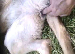 Fingering for chilling dog is like dream cum true