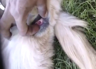 Fingering for chilling dog is like dream cum true