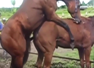 Horses enjoying hard sex with gape from behind
