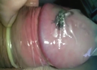 Zoo XXX with a fly that eats his dick cheese