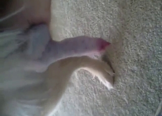 Zoo XXX with a sexy dog showing it all off