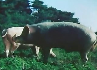 Pigs are fucking nice in doggy style