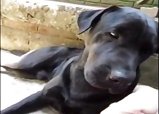 This black mutt is used for some blowjob entertainment