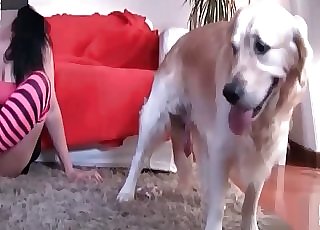 Brunette is trying rigid to seduce a sweet doggy