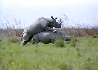 Fat rhinos fuck in doggy style position