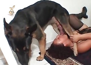 German doggy is plowing like a mischievous one