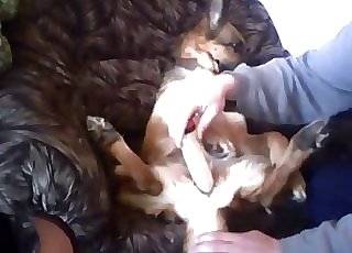 Dog's juicy pussy fucked with a toy