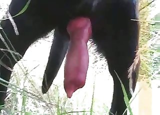 Exceptionally horny black hound has a fat cock