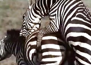 Wild exotic zebras are fucking in the rear end style position