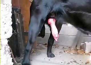 Meaty doggy fuck-stick shoots a nice cum-shot