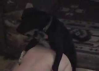 Dark-hued dog wants to utterly wreck a tight little pussy