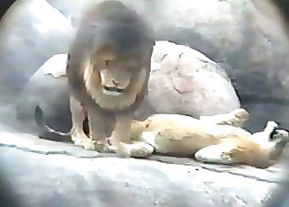Lion fucks his sexy girlfriend in the doggy style stance