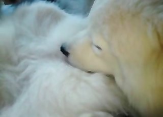 Puppy gets slurped by a dog