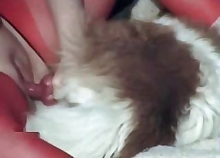 Hairy doggy impales a taut twat