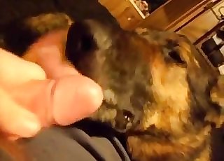 Yummy mutt licks my hard boner