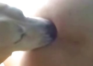 Adorable dog fucking tight holes