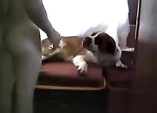 Dog with a belly is about to get some strong dicking down