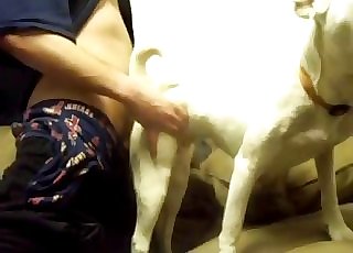 Milky dog sucking a ample dick of my spouse