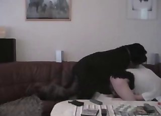 Crazy black dog is drilling the fuck holes a slutty woman