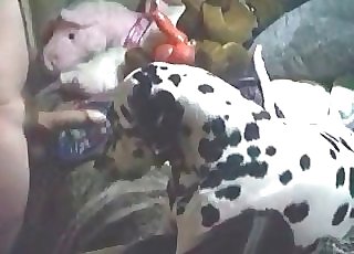 Unexperienced zoophile having bestiality fun with a dalmatian