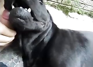 Watch how a splendid doggy is licking a hard boner