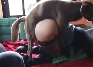 Big ass zoophile and petite dog in the bed