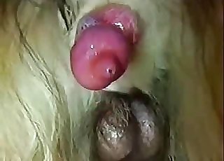 Cute small meaty penis of a nice doggy