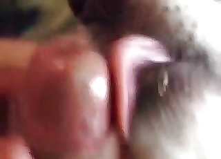 This cute doggy is licking and sucking a male dick