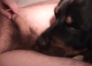 Dog got prettily drilled by male prick