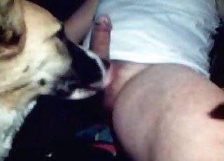 Sexy dog eats this dude's balls