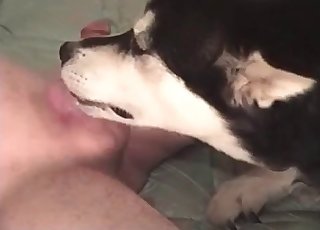 Amazing doggy eating his loaded hard spear