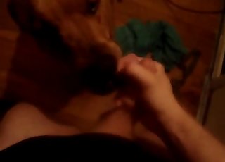 Frolic doggy licks my trouser snake with passion