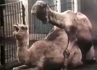 Camels are tearing up in the doggy style
