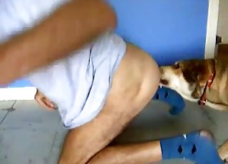 Kinky person gets some donk tonguing action from a horny dog